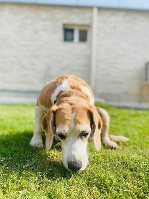 Fiona, wyjątkowa księżniczka w typie rasy Beagle