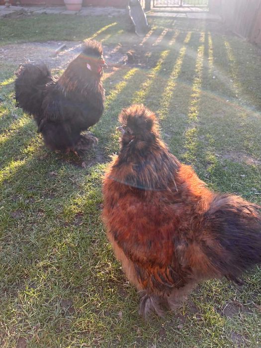 Oddam kogutki silki w dobre ręce