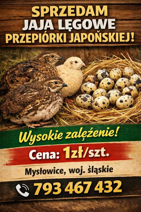 Jajka lęgowe przepiórki japońskiej