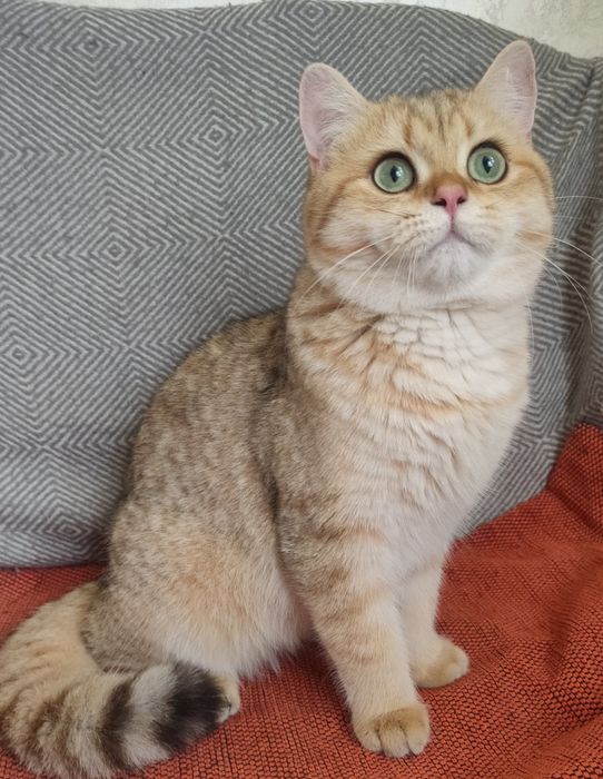 Британський котик золота шиншила,bri ny11 wct