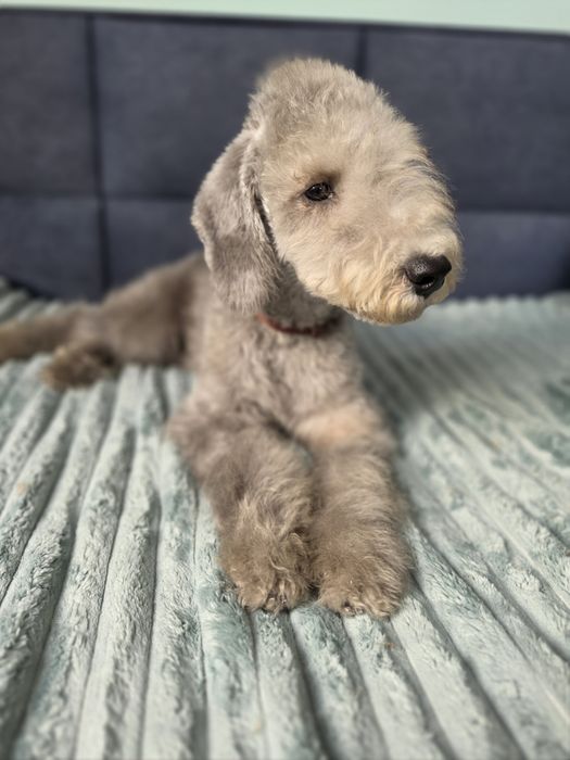 Bedlington terrier ZkwP Cotton Monkey FCI piesek