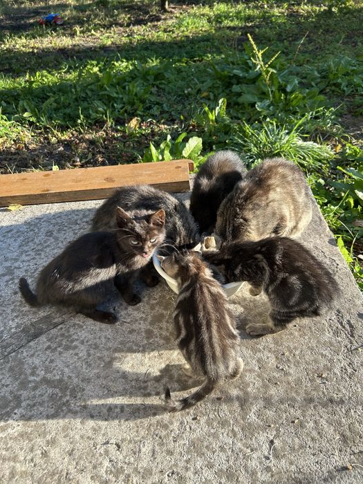 Кошенята в добрі руки
