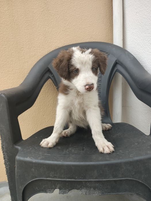 Border collie fêmea chocolate olhos verdes