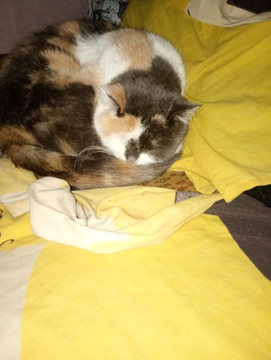 Віддам кішку стелизовану