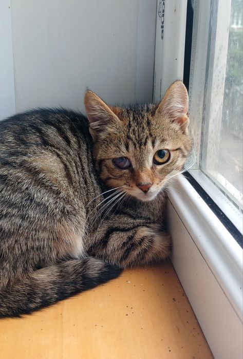 Маленькая полосатая котёнок девочка ищет дом! Котята в хорошие руки!
