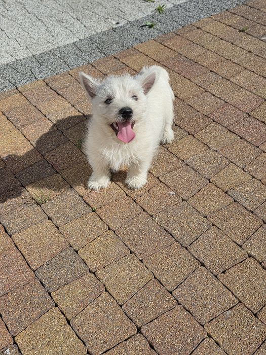 West Highland White Terrier- piesek