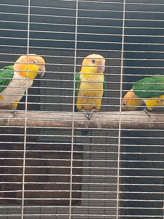 Marianinhas cabeça amarela  criadas pelos pais