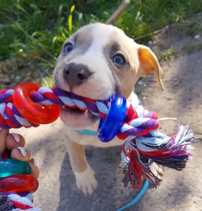 Amstaff sunia niebieskie oczy american staffordshire terrier