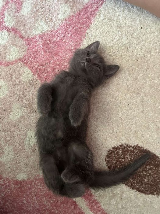 Кошенятко котик киця