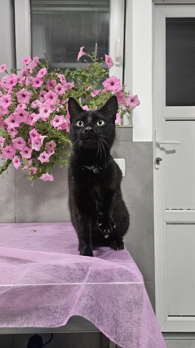 Чорна киця в добрі руки! Стерилізована