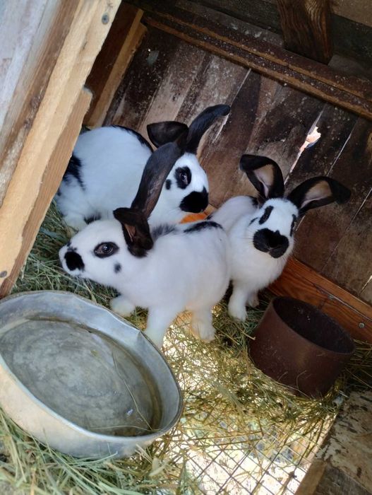Кролі Фландер (Бельгійський Великан), Строкач племенні