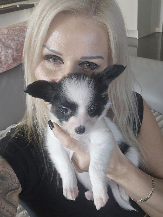 Spaniel Kontynentalny Miniaturowy  Papillon