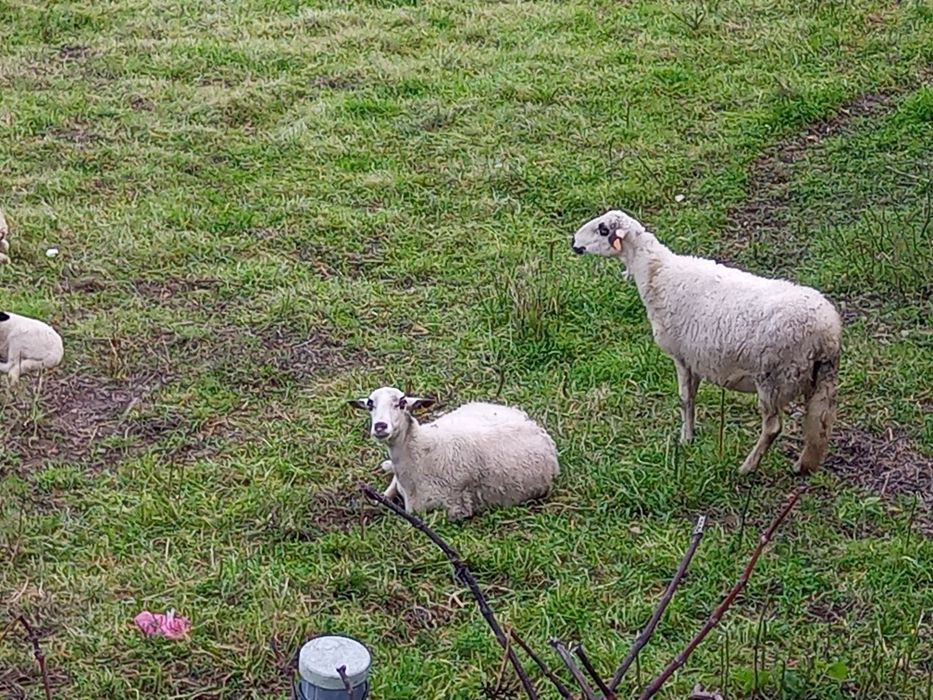 Ovelhas raça pura