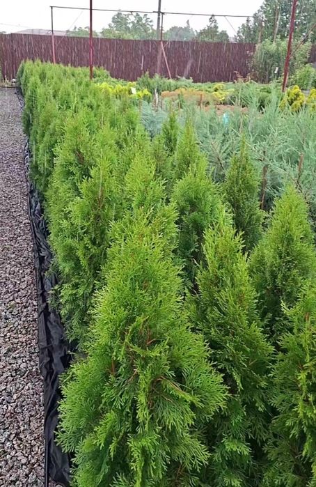 Туї,самшити,нівакі, плодові кущі.