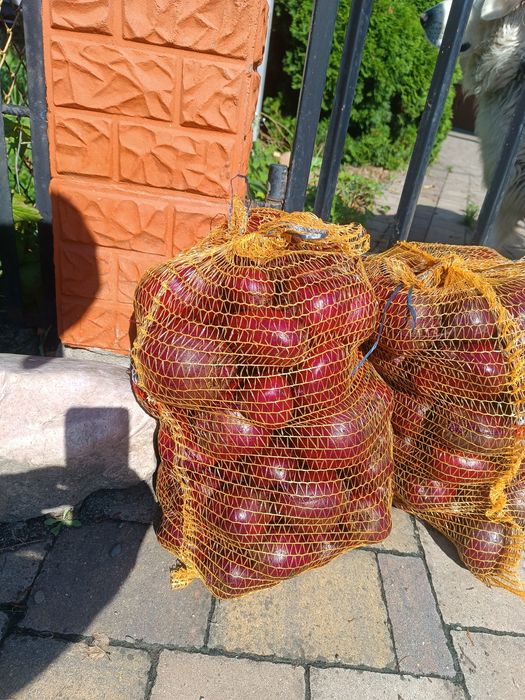 Buraczki  ćwikłowe