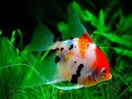 Escalar Koi - Perophyllum Koi