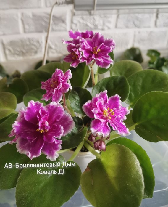 Фіалки сортові розпродаж