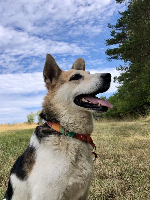 Szukamy dla Jackiego najlepszego domu