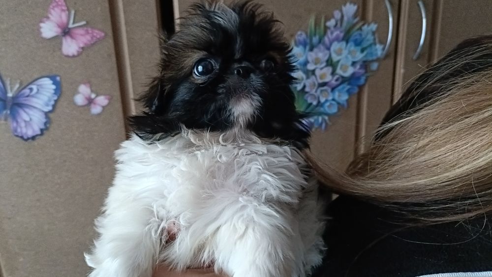 Королівські пекінеси