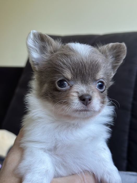 Dziewczynka chihuahua XS