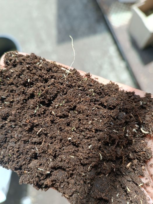 Субстрат для розсади