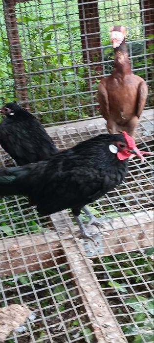 Kury Bantamki. Kogut