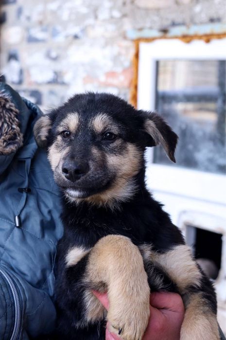 Цуценята в добрі руки ДЗВОНІТЬ