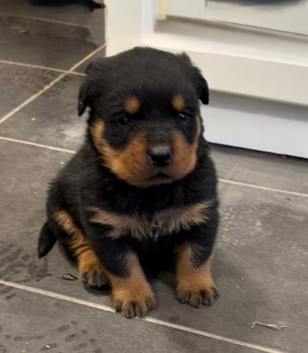 Piesek Rottweiler!