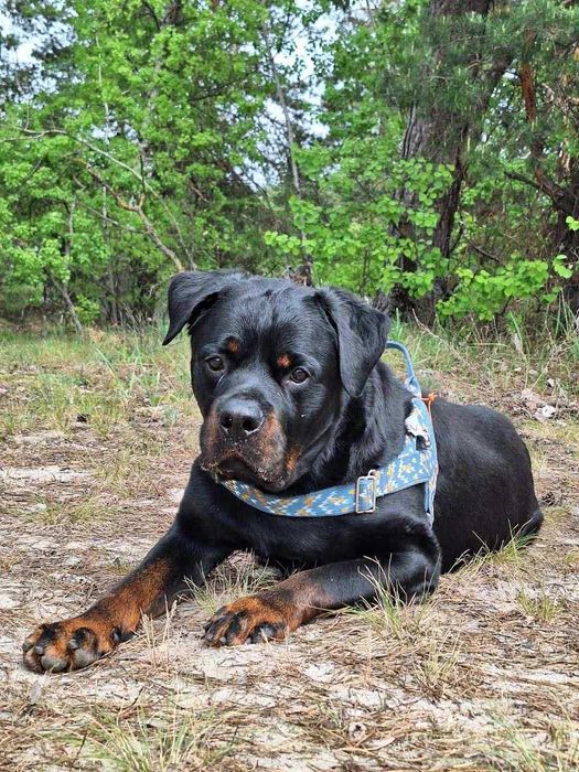 Zeus Rottweiler szuka domu