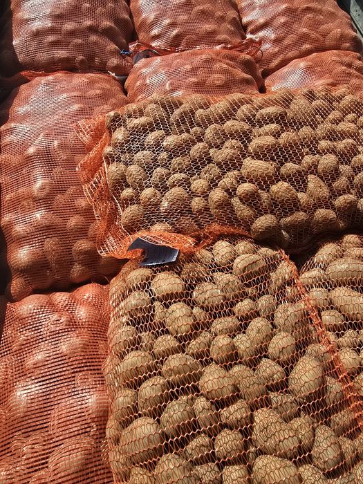 Ziemniaki wielkości sadzeniaka po centrali Soraya Vineta Denar