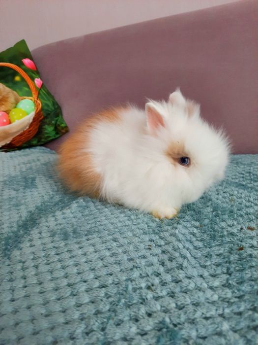 Królik Karzełek Teddy Długowłosy