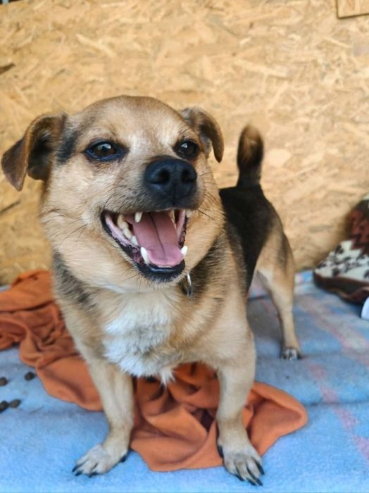 Mikrus do adopcji. SANDOMIERZ !!!