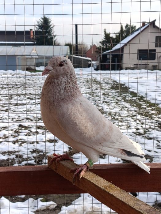 Gołąb pocztowy almond