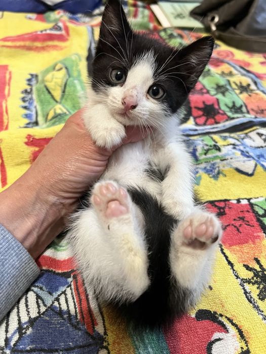 Кошеня киця 1,5 міс