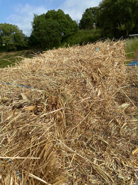 Fardos pequenos de feno nascidiço