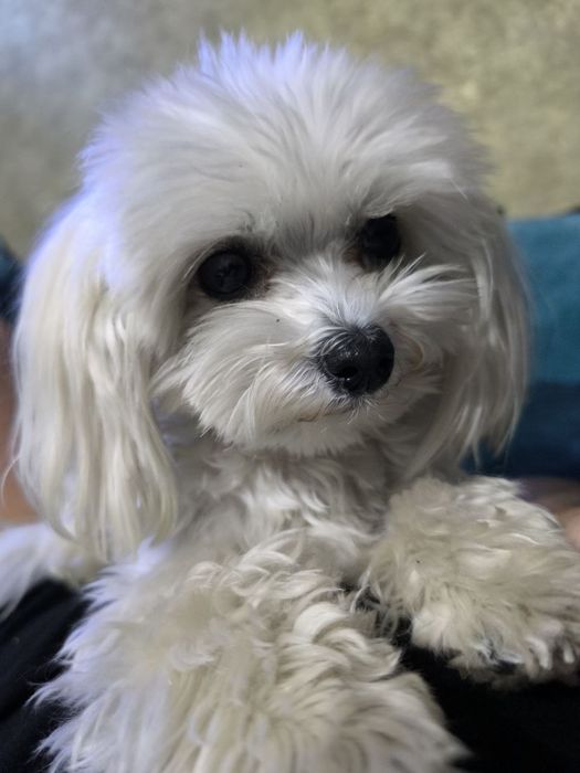 Мальтезе вязка..