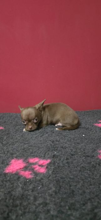 Chihuahua pelo curto