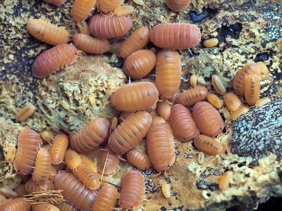 Ekipa sprzątająca do terrarium Isopody Cubaris murina mandarin 10szt