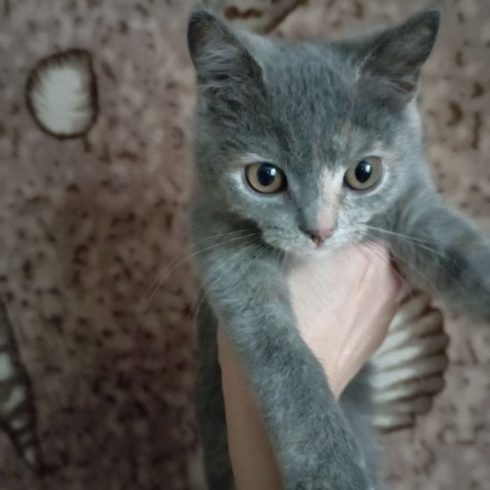 Подарю котёнка кошечку