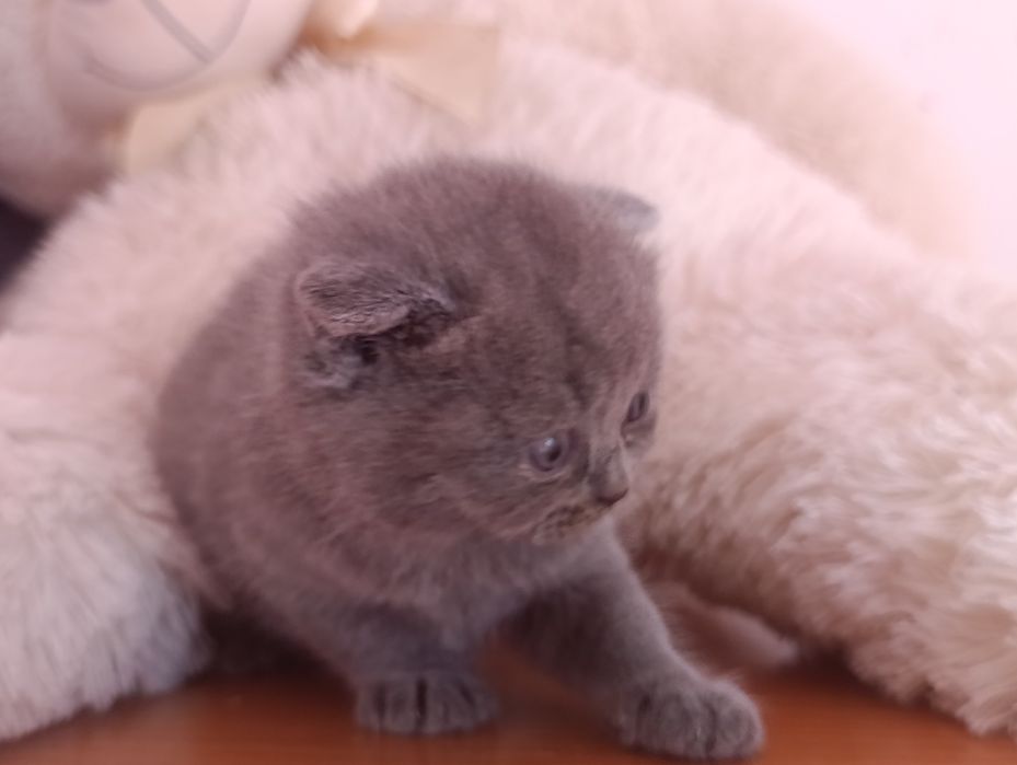 Scottish fold com qualidade