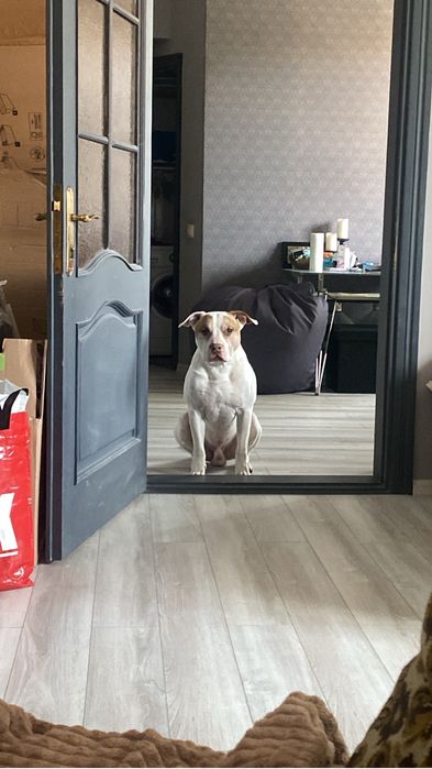 Вітдам собаку в добрі руки