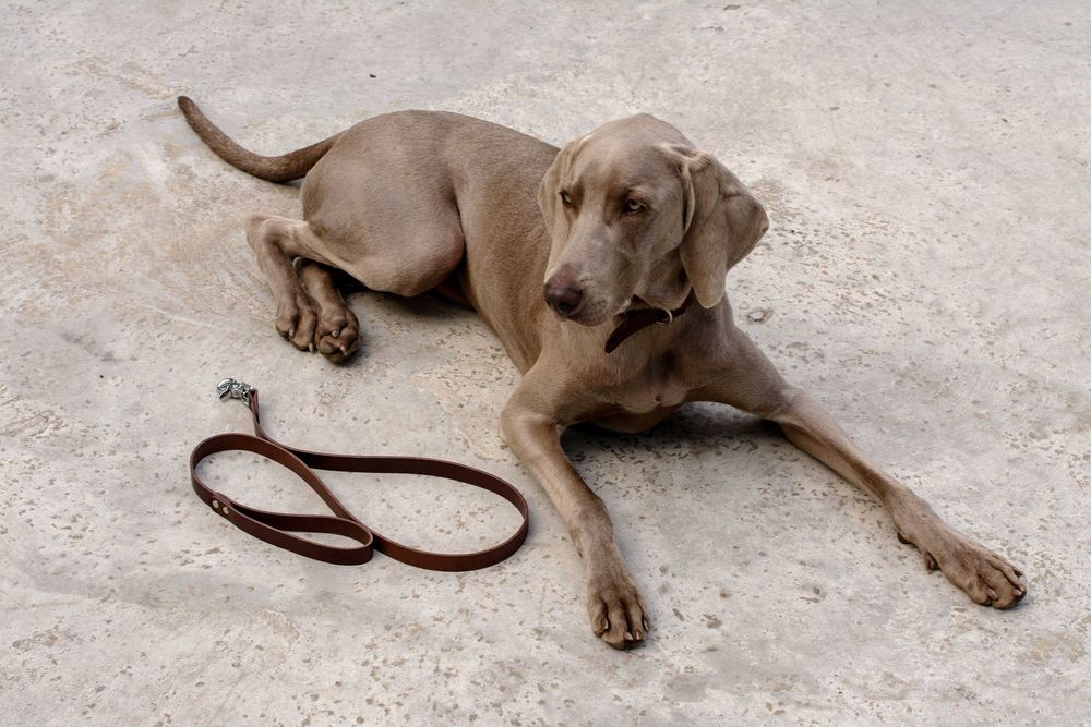 Кожаный поводок ручной работы от украинской мастерской Tissoleather