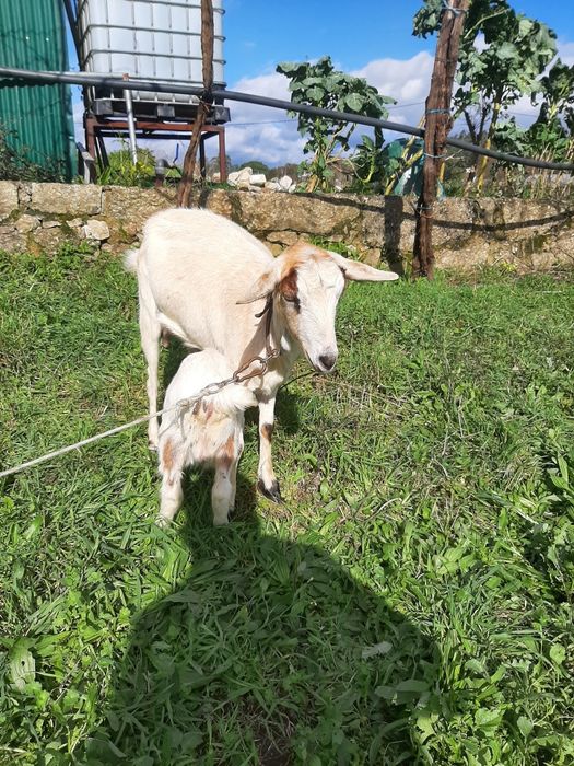 Vendo Cabrito de boa raça