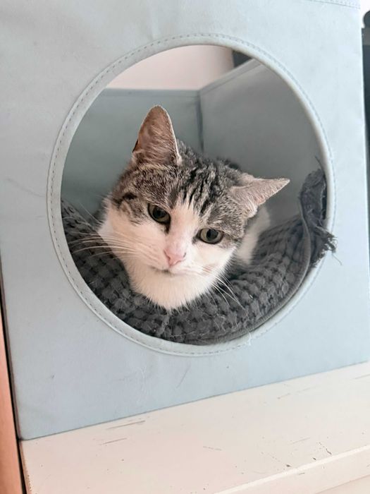 Piesia szuka nowego, bezpiecznego domu