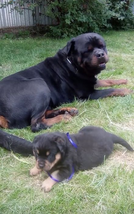 Ротвейлер, цуценята.
