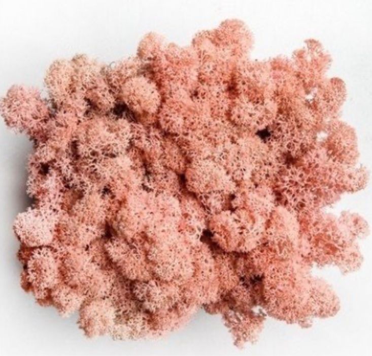 Стабілізований мох ягель, різні кольори