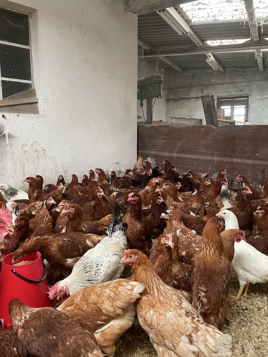 Galinhas poedeiras a iniciar postura 18 semanas