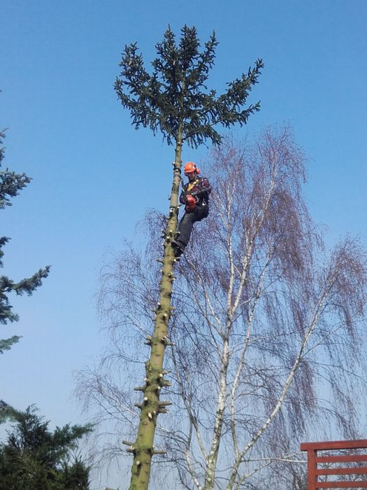 Wycinka drzew. Podnośnik koszowy. Firma Max - Lift