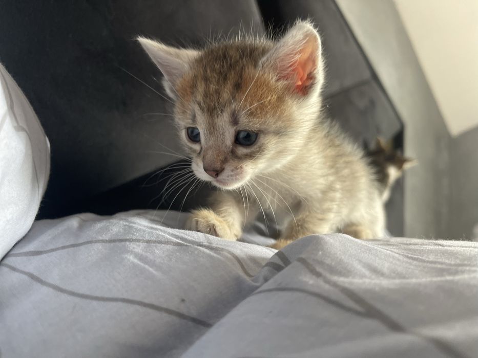 Віддам котиків в добрі руки!