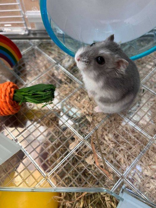 Хом'ячки ручні домашні джунгарики та інші малюки